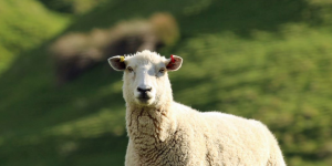 Sheep & Goat Tags - Allflex