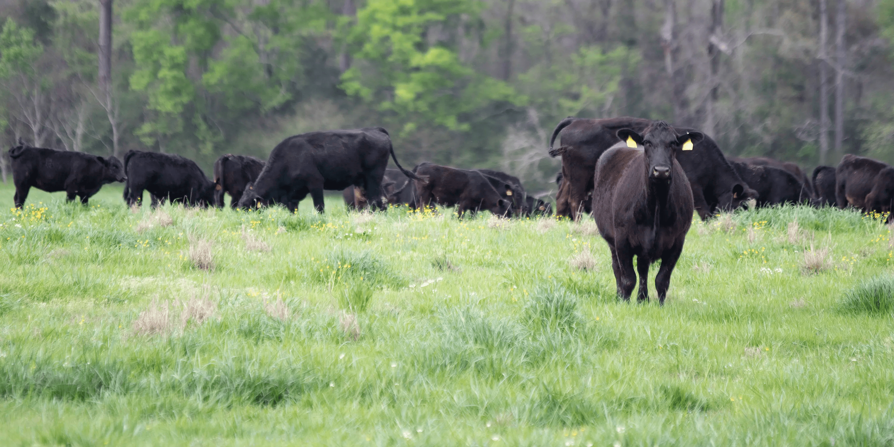 Cattle grazing - Allflex