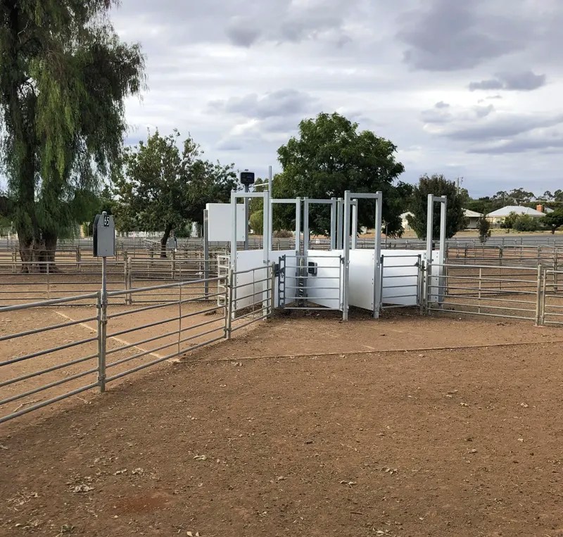 3-Way Draft for Sheep and Goats - Allflex Australia