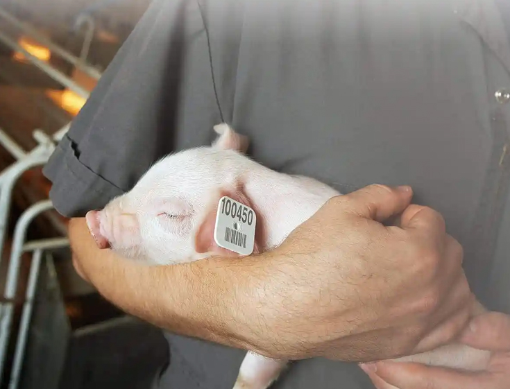 Identification Visual & Electronic Livestock Identification Allflex