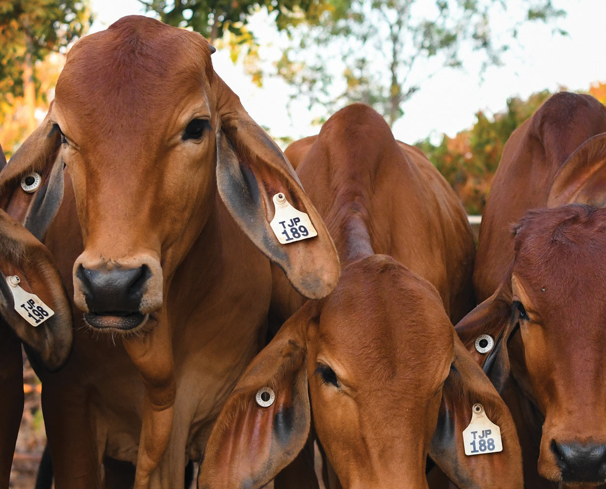 About Us | Allflex Australia